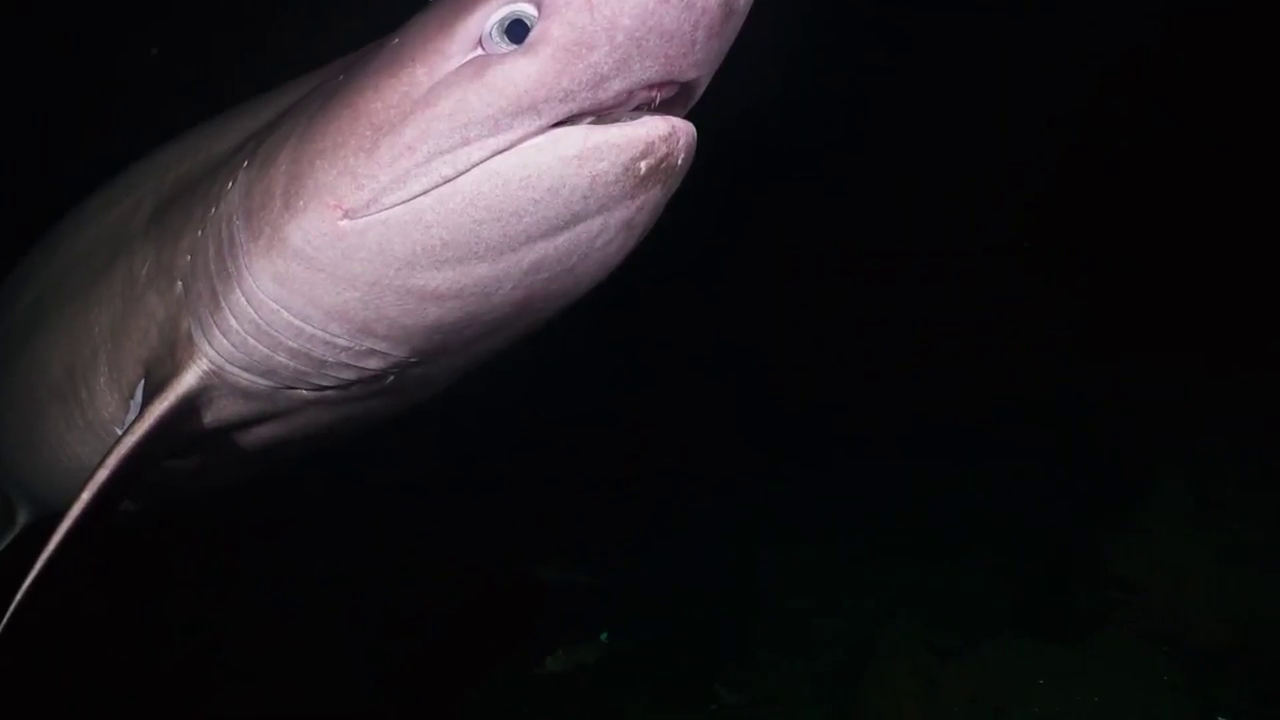 Vancouver Island diver captures rare shark encounter