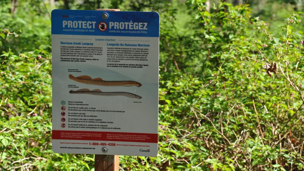 How the Morrison Creek lamprey helped create a refuge for salmon during hot summers