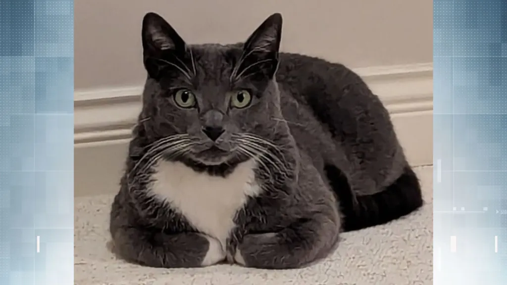 Cat lost on BC Ferries sailing found safe due to sighting tips