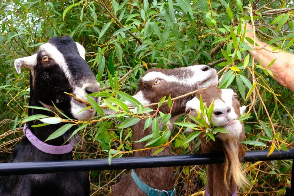 No kidding: ‘Goatscaping’ herd take bite out of wildfire risk in B.C. city